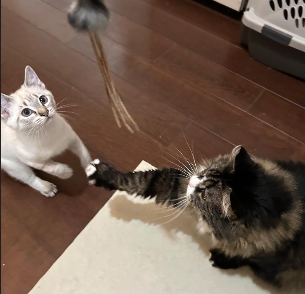 Enlarge Pearl, a ADOPTABLE mixed breed in Renton, WA image 5/6