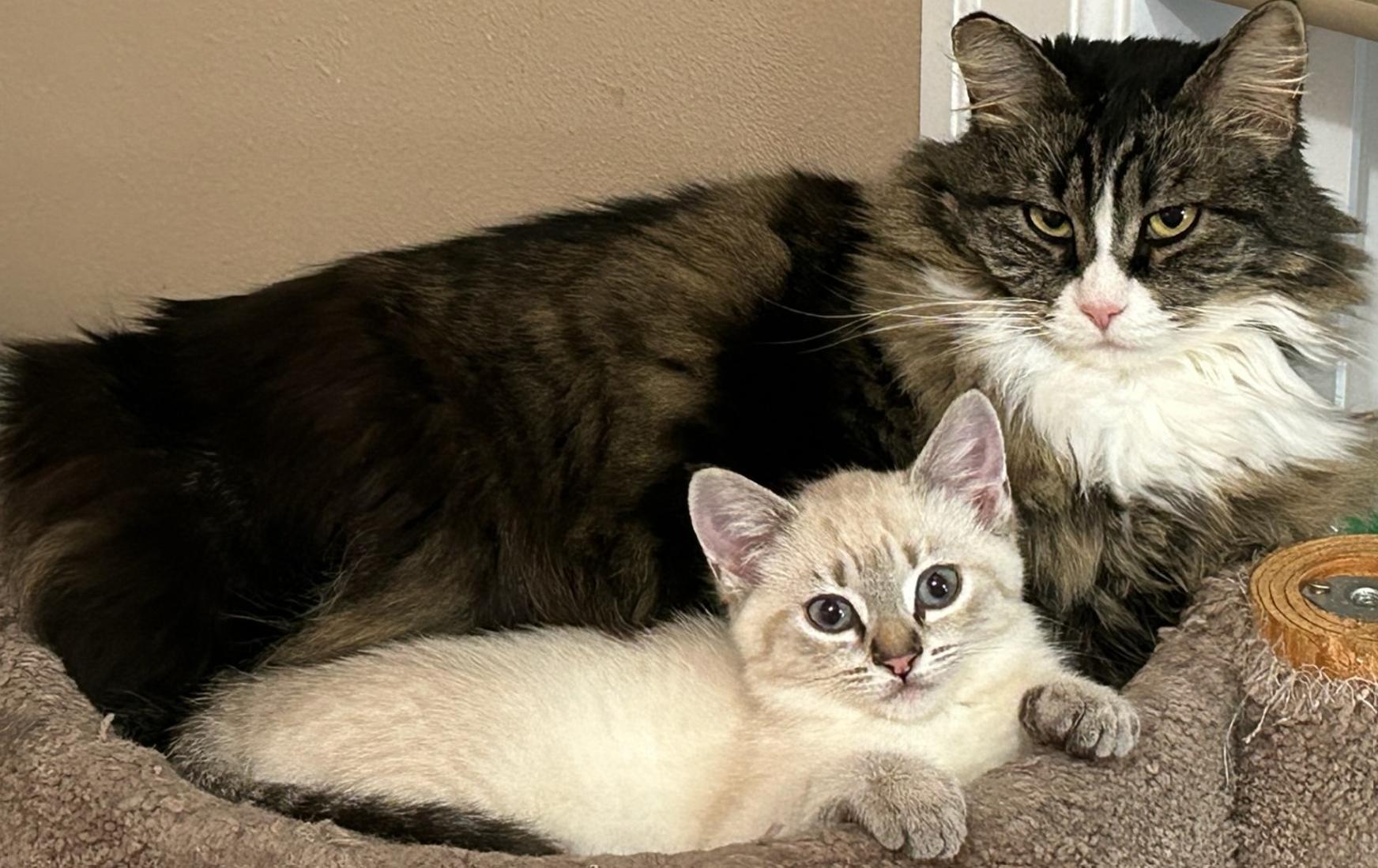 Enlarge Pearl, a ADOPTABLE mixed breed in Renton, WA image 3/6