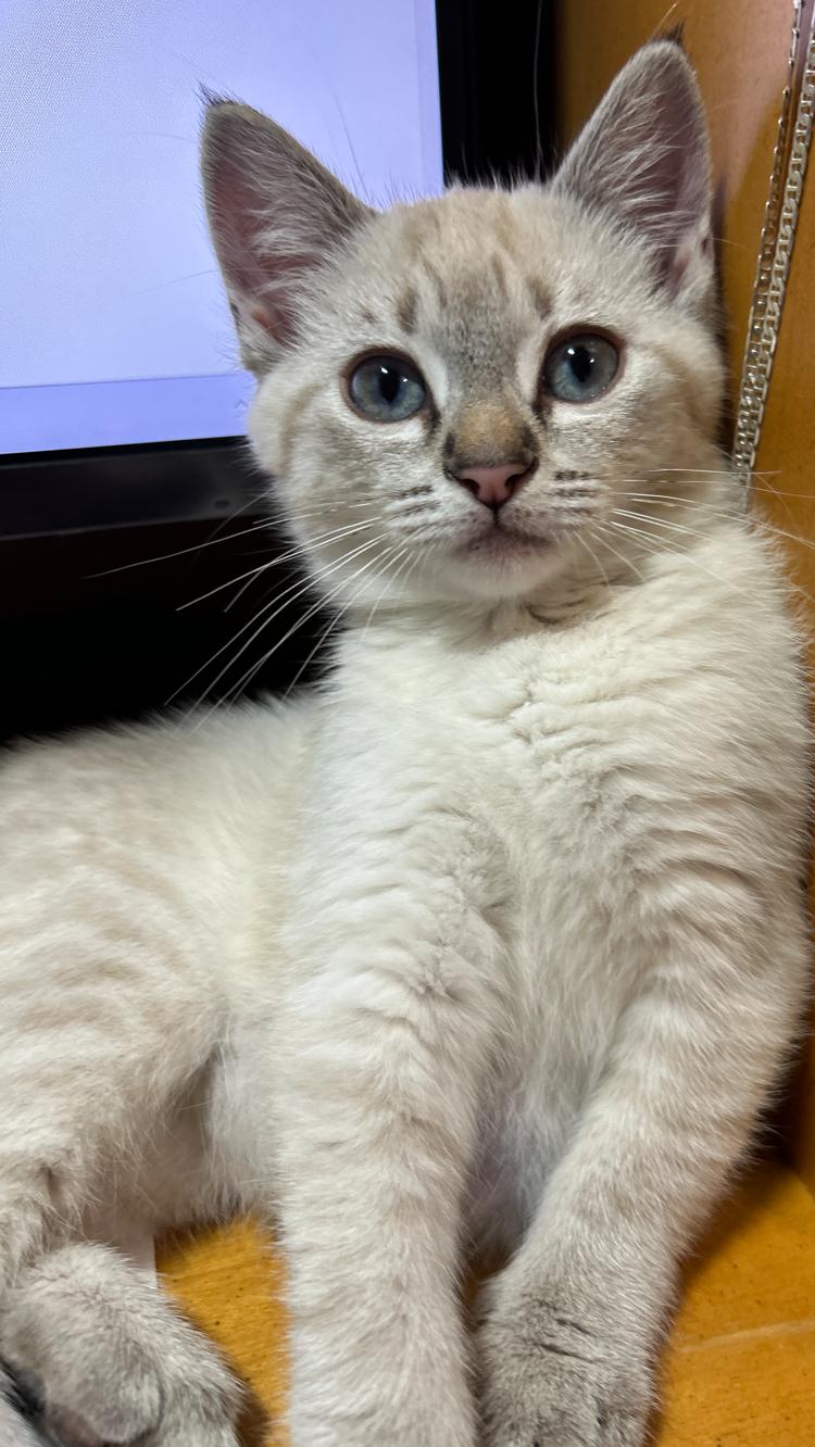 Enlarge Pearl, a ADOPTABLE mixed breed in Renton, WA image 4/6