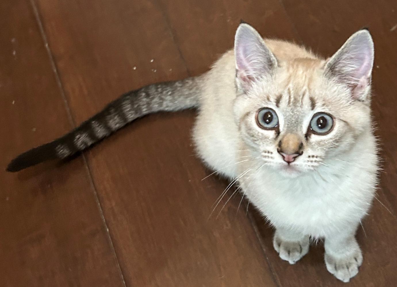 Enlarge Pearl, a ADOPTABLE mixed breed in Renton, WA image 2/6