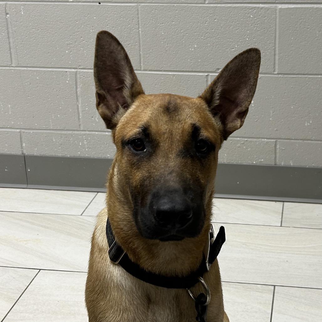 Rocket, Adoptable, Young Male German Shepherd Dog.