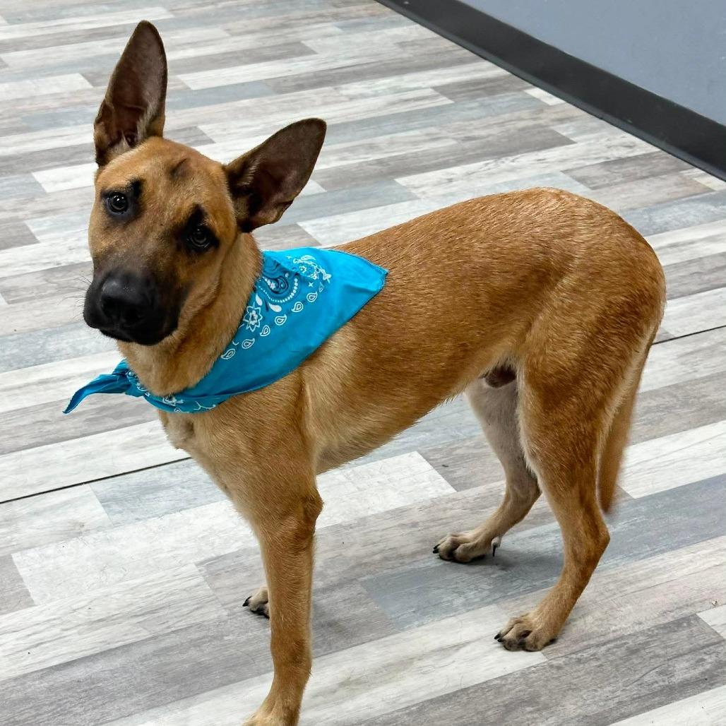 Rocket, a Adoptable German Shepherd Dog in Lufkin, TX image 2/4