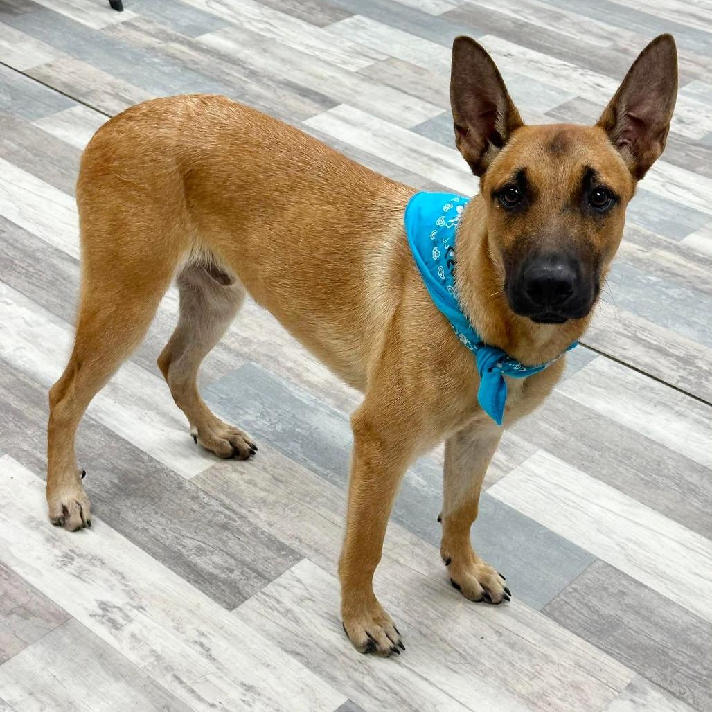 Rocket, a Adoptable German Shepherd Dog in Lufkin, TX image 3/4