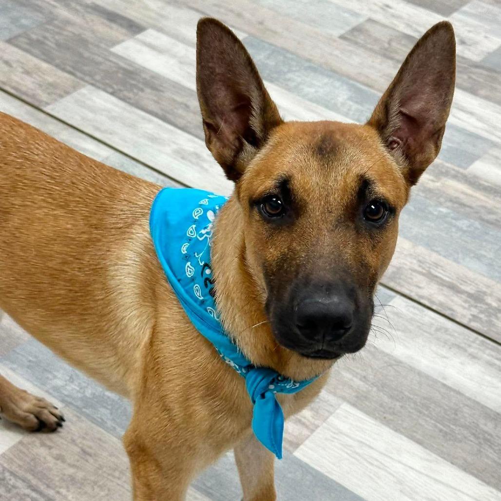 Rocket, a Adoptable German Shepherd Dog in Lufkin, TX image 4/4