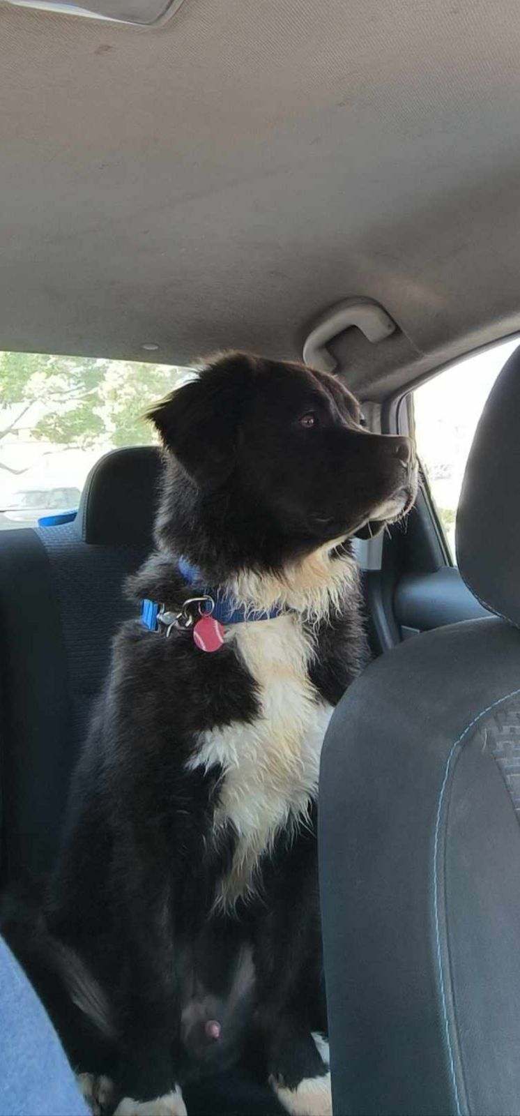 Enlarge Lil' Bear, a Adoptable mixed breed in Austin, TX image 1/2