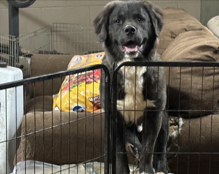 Enlarge Lil' Bear, a Adoptable mixed breed in Austin, TX image 2/2