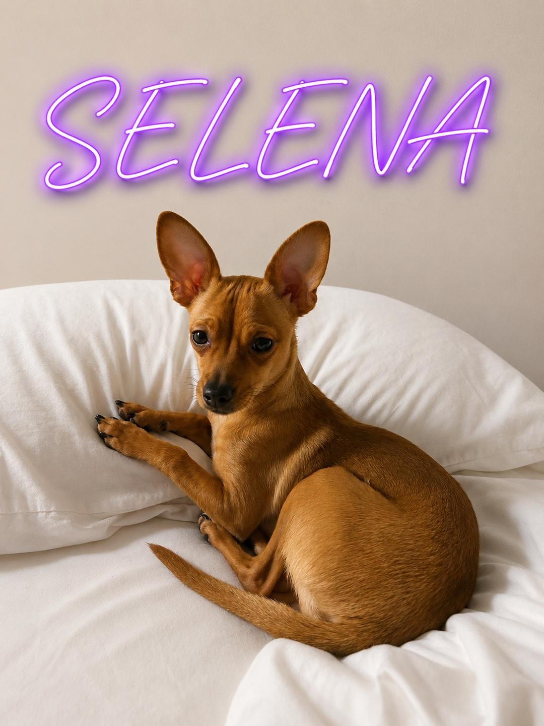 Enlarge Selena, a Adoptable Chihuahua in Austin, TX image 1/2