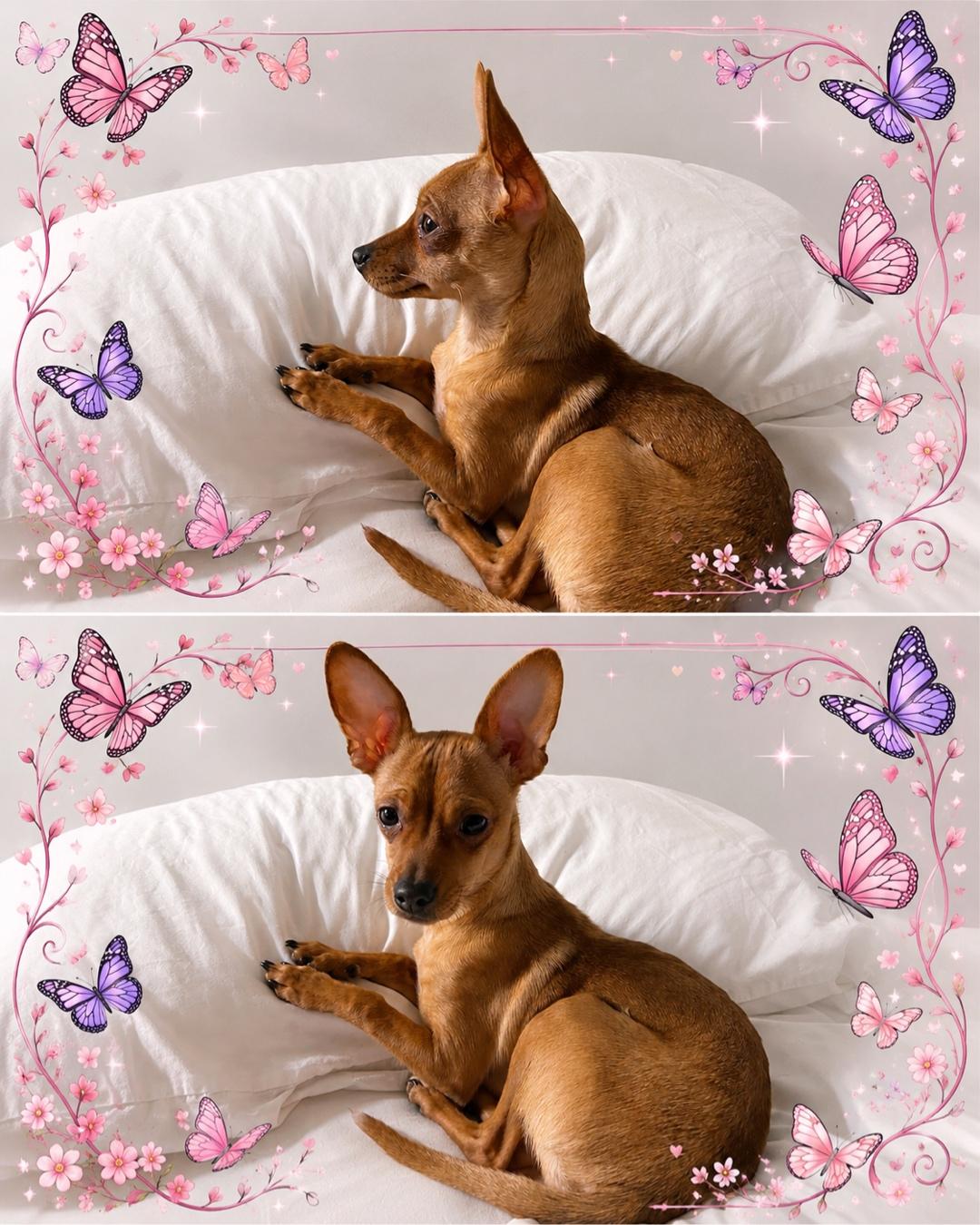 Enlarge Selena, a Adoptable Chihuahua in Austin, TX image 2/2
