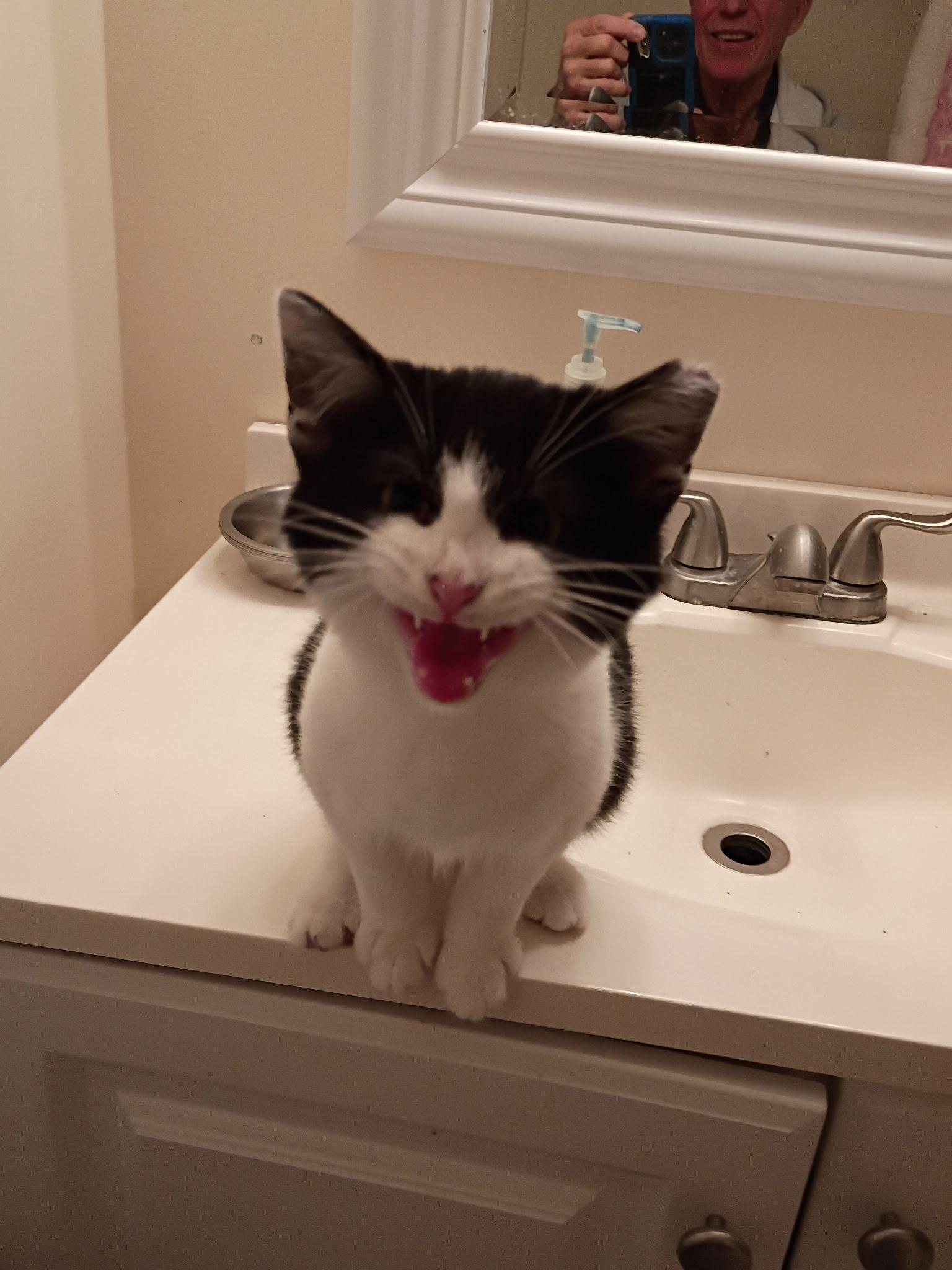 Pugsley, Adoptable, Kitten Male Domestic Short Hair.