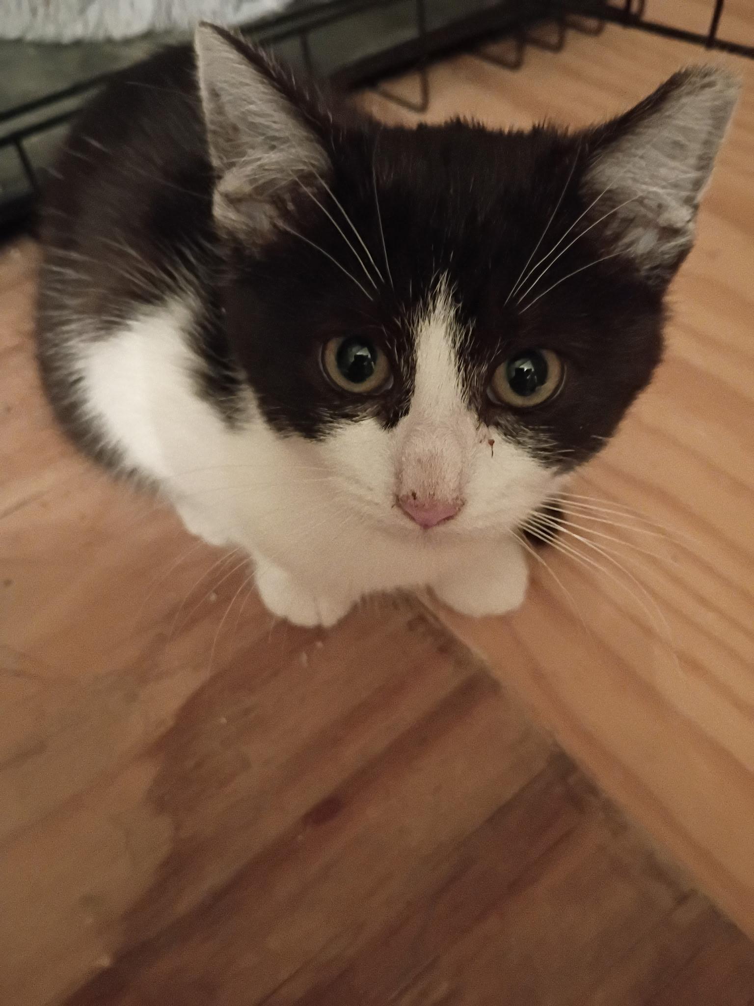 Enlarge Pugsley, an adopted mixed breed in South Euclid, OH image 2/6