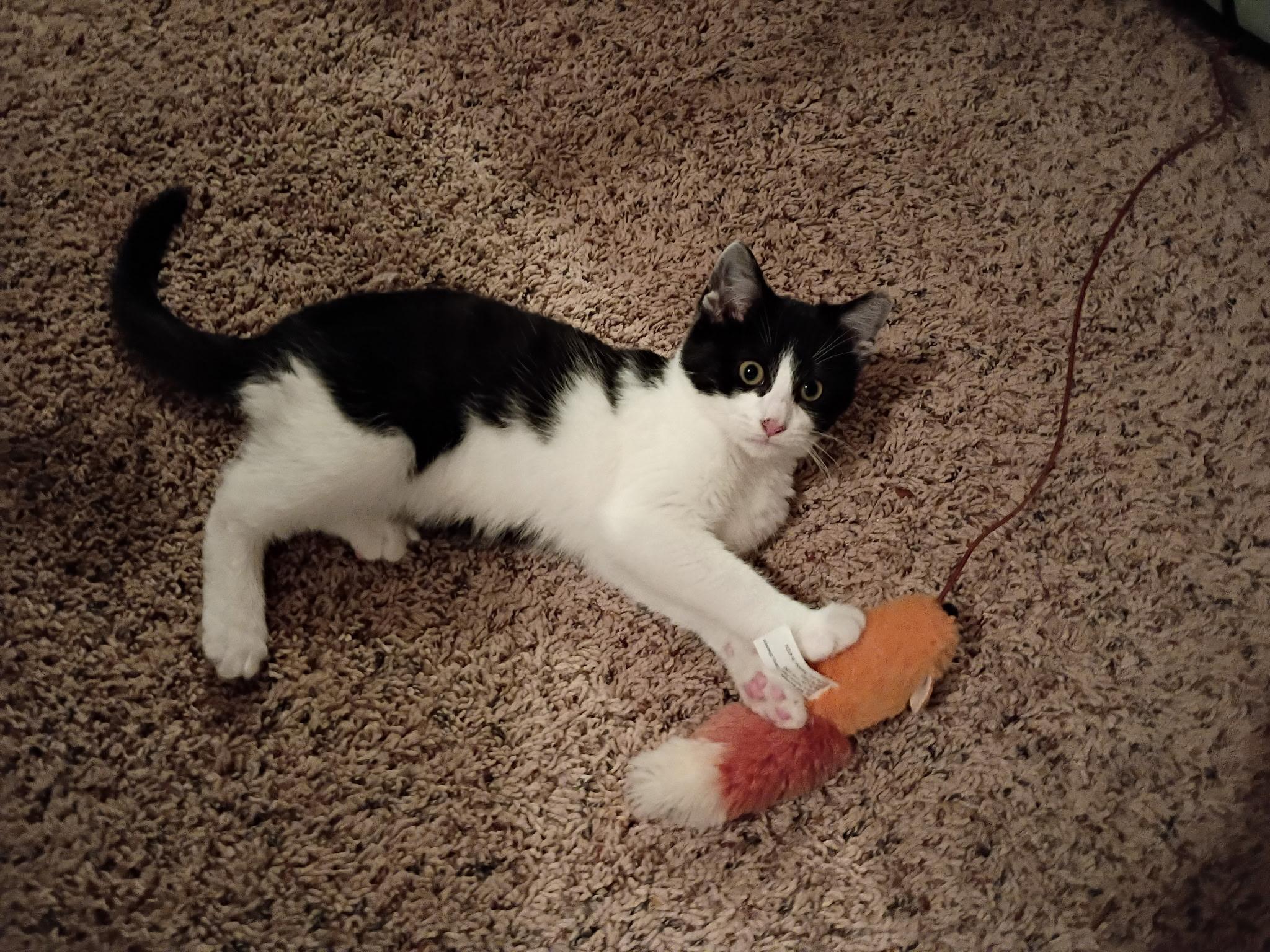 Enlarge Pugsley, an adopted mixed breed in South Euclid, OH image 3/6