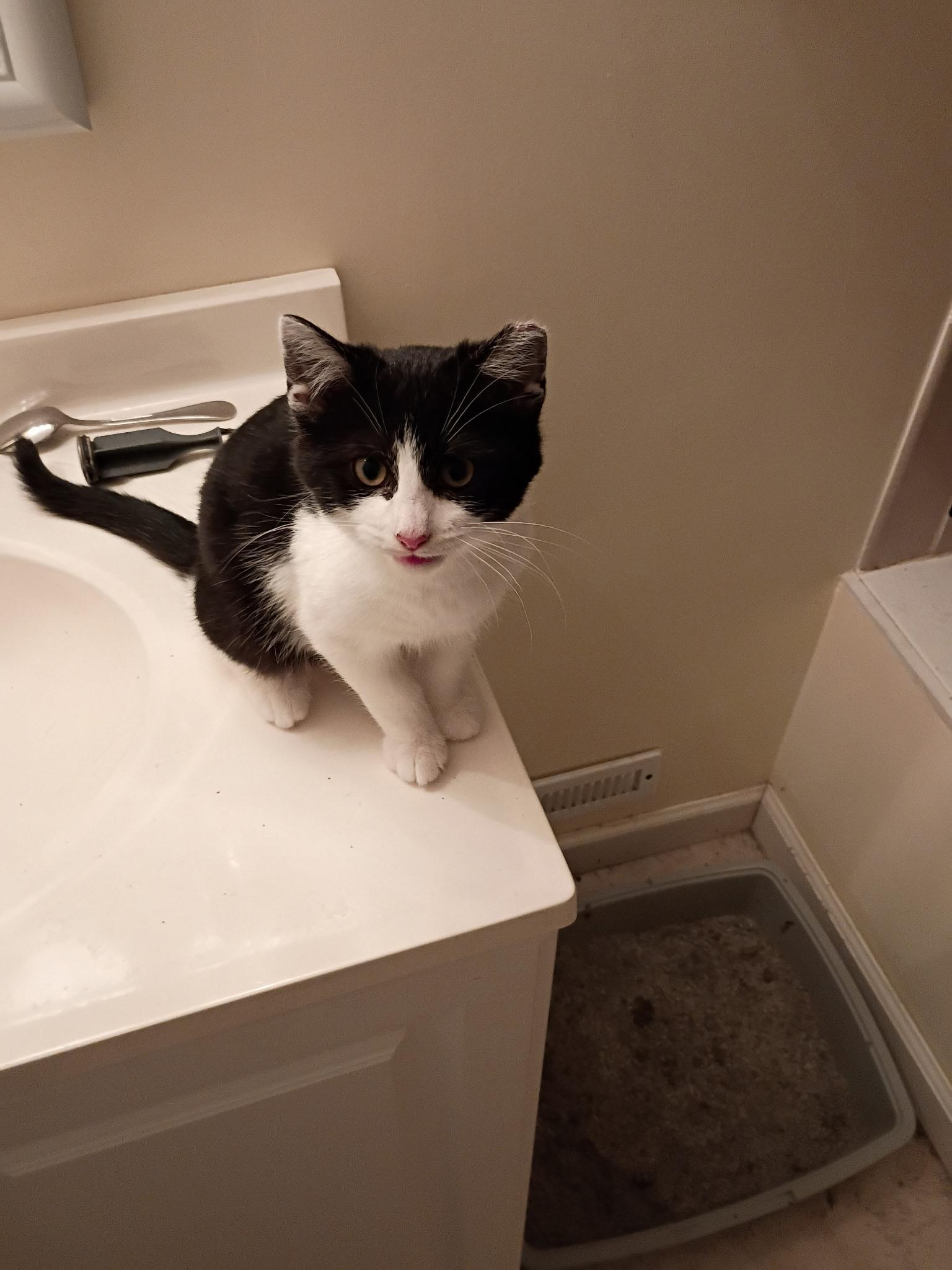 Enlarge Pugsley, an adopted mixed breed in South Euclid, OH image 5/6