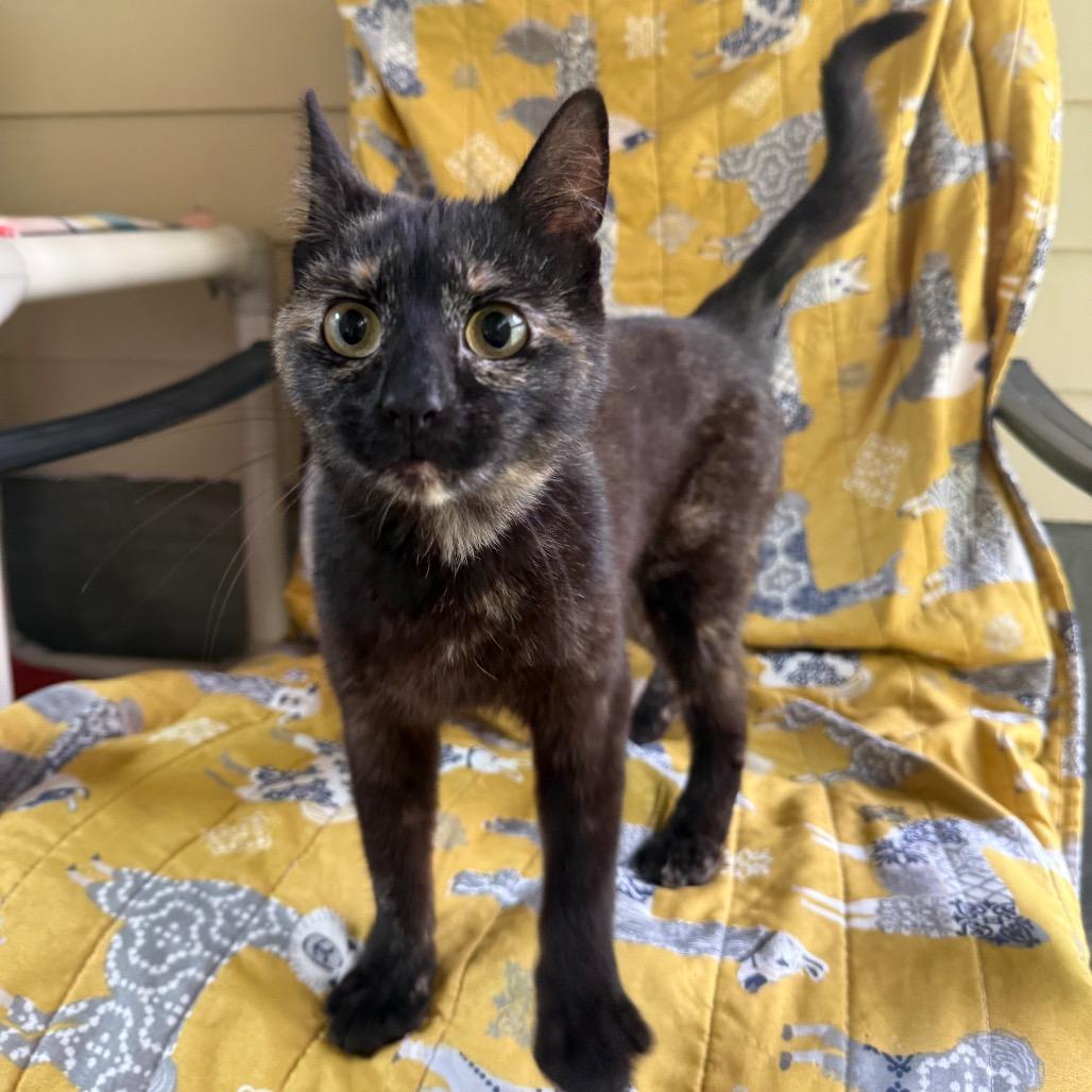 Favorite, Adoptable, Young Female Domestic Short Hair.