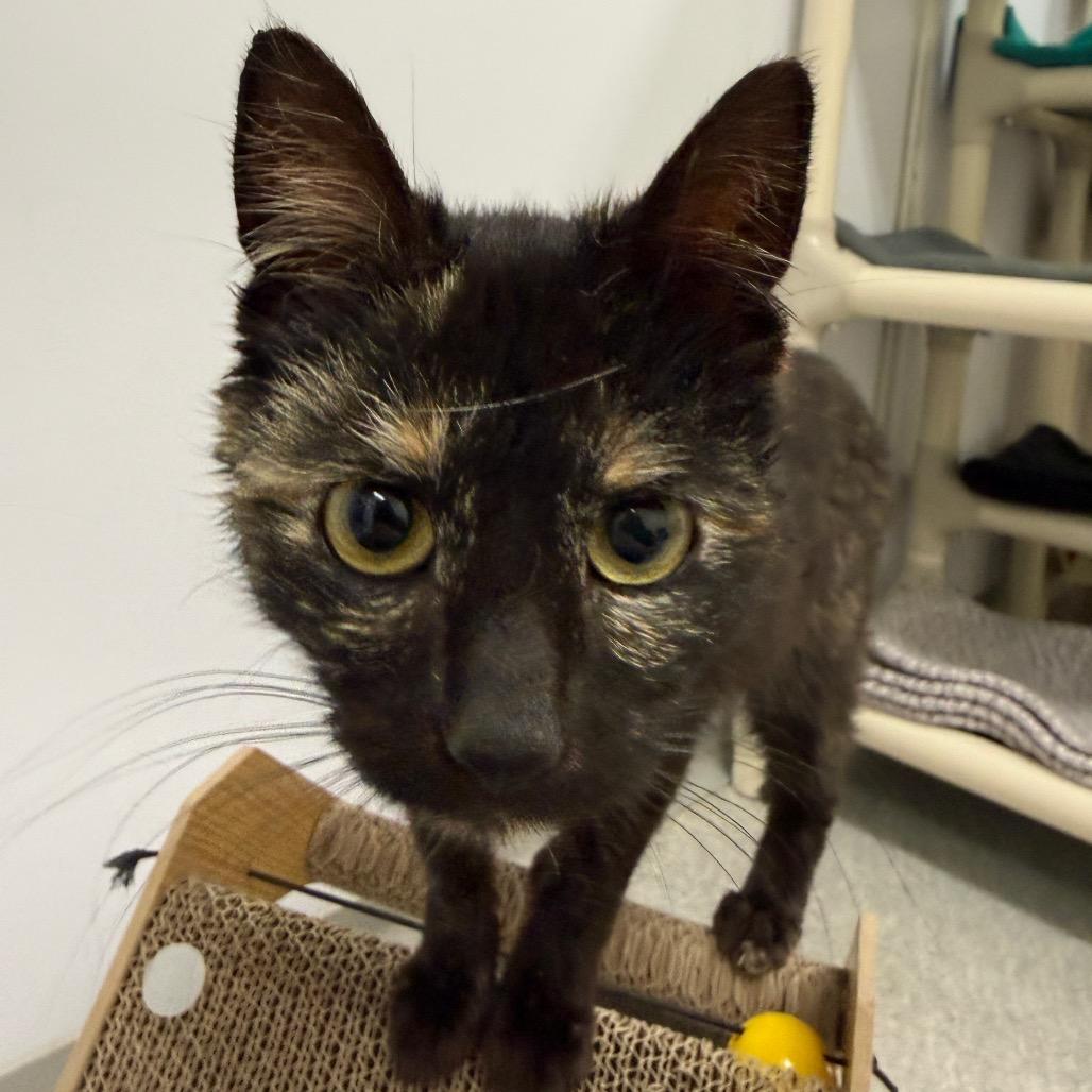 Enlarge Favorite, a Adoptable Domestic Short Hair in Fort Bragg, CA image 2/5