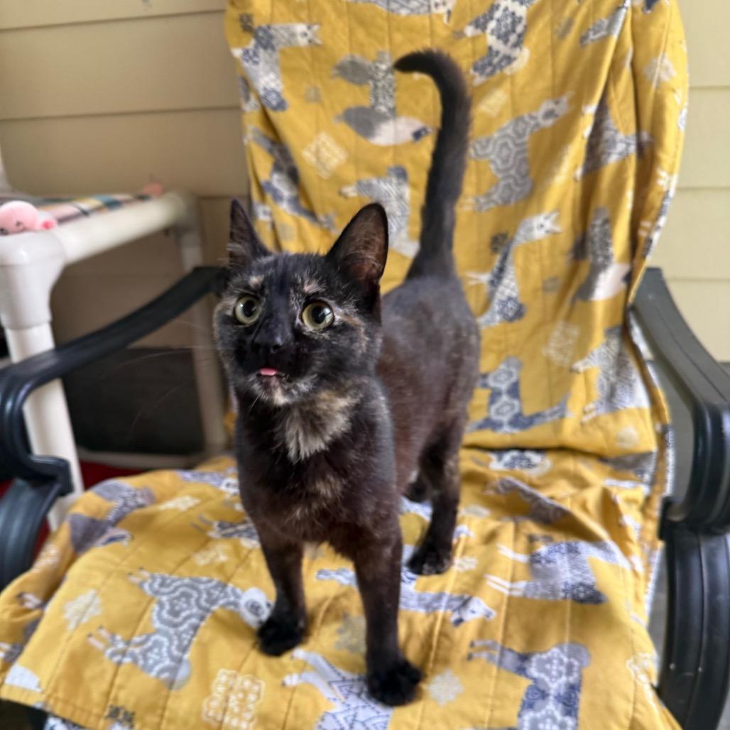 Enlarge Favorite, a Adoptable Domestic Short Hair in Fort Bragg, CA image 3/5
