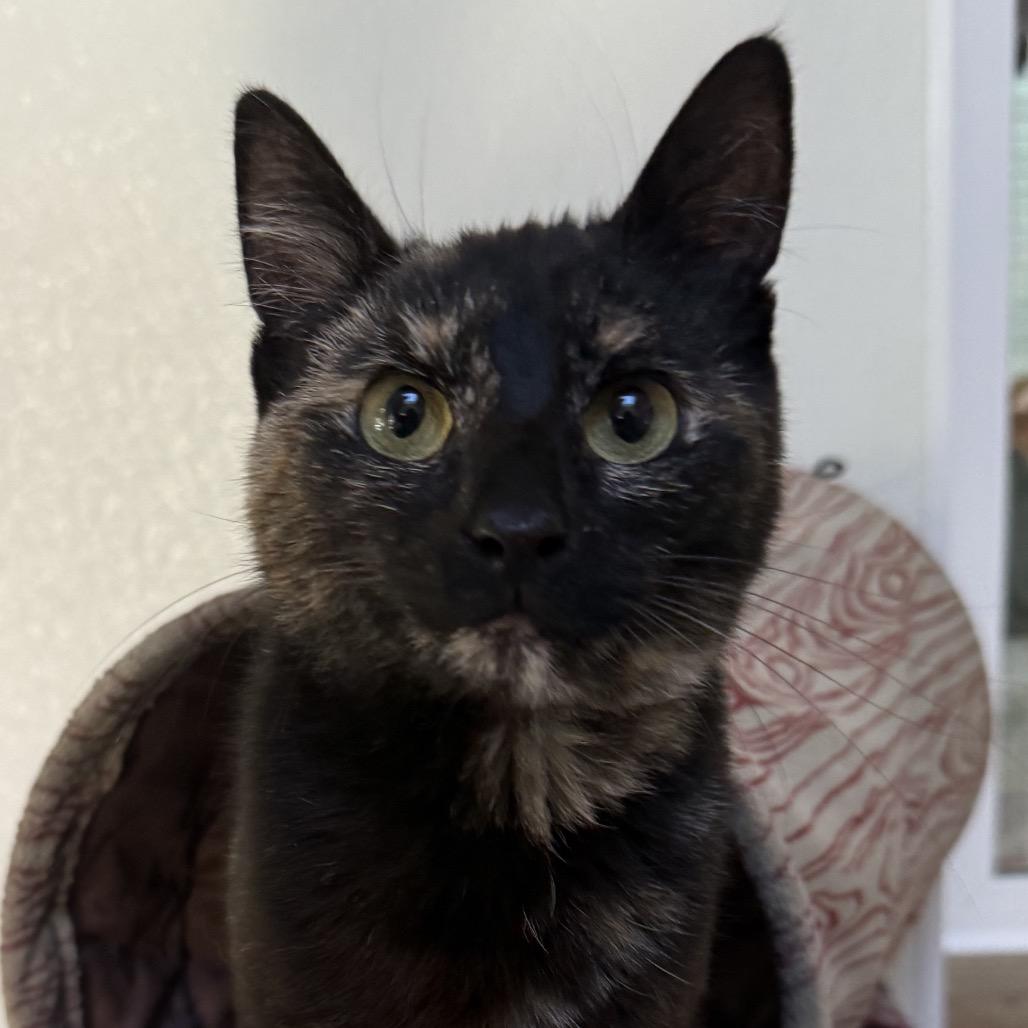 Enlarge Favorite, a Adoptable Domestic Short Hair in Fort Bragg, CA image 3/5