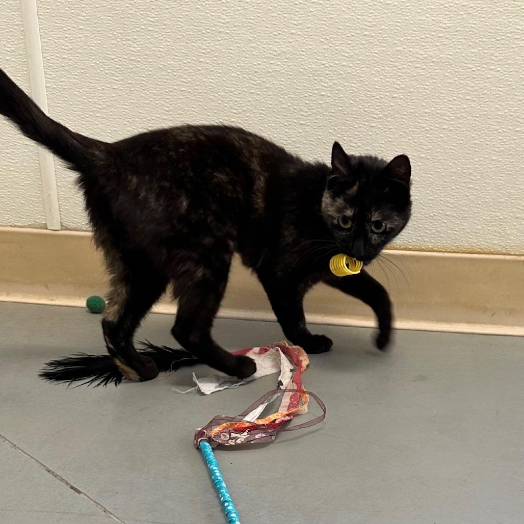 Enlarge Favorite, a Adoptable Domestic Short Hair in Fort Bragg, CA image 4/5