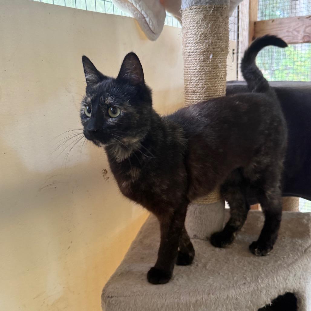 Enlarge Favorite, a Adoptable Domestic Short Hair in Fort Bragg, CA image 5/5