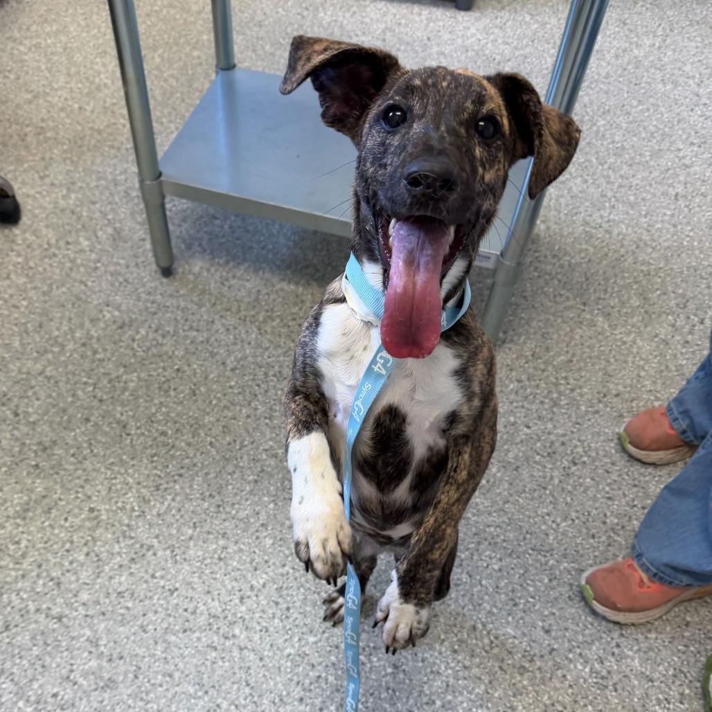 Rita, Adoptable, Young Female Mixed Breed.