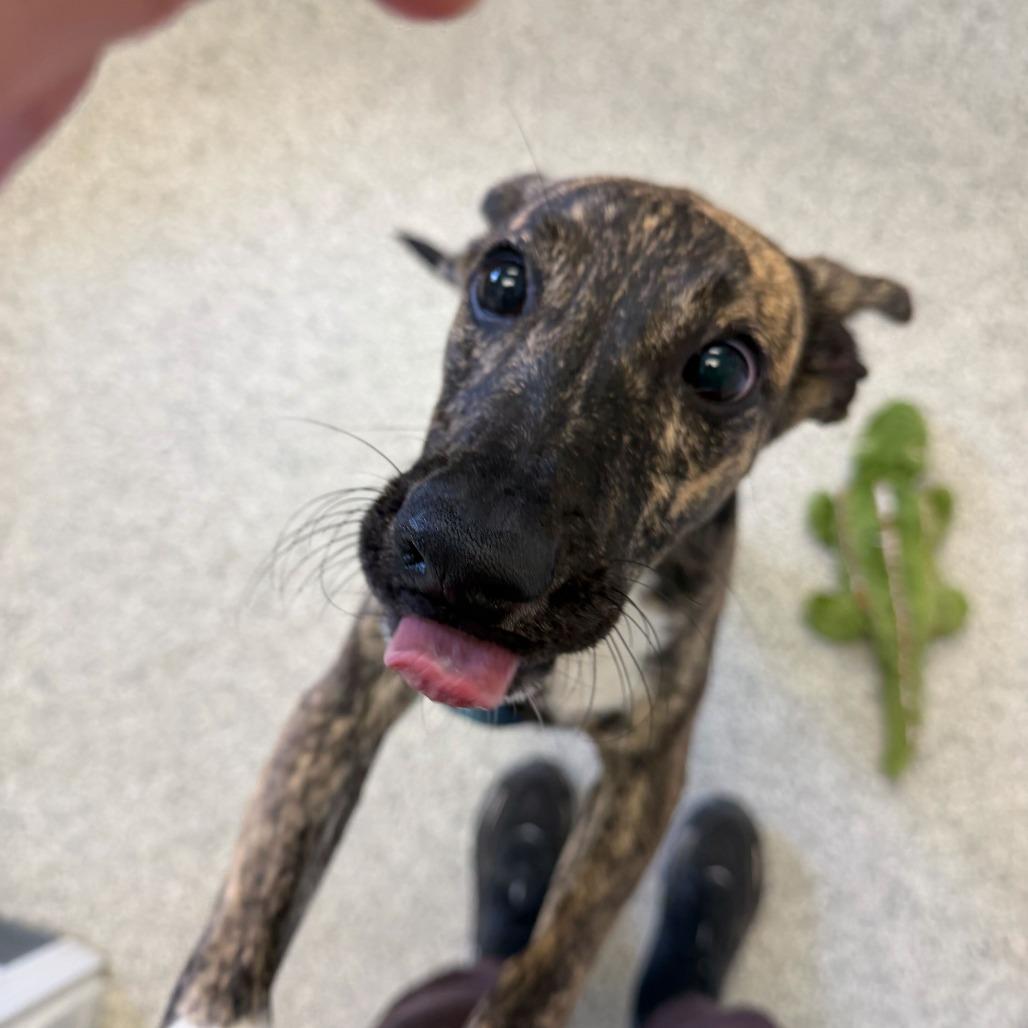 Rita, a Adoptable Mixed Breed in Enfield, NH image 2/6
