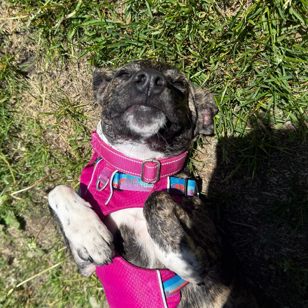 Rita, a Adoptable Mixed Breed in Enfield, NH image 3/6