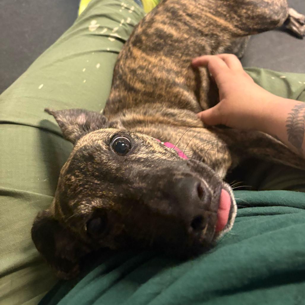 Rita, a Adoptable Mixed Breed in Enfield, NH image 4/6