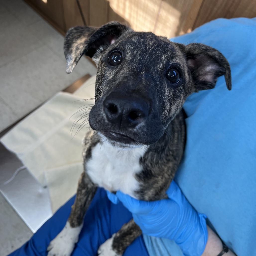 Rita, a Adoptable Mixed Breed in Enfield, NH image 5/6
