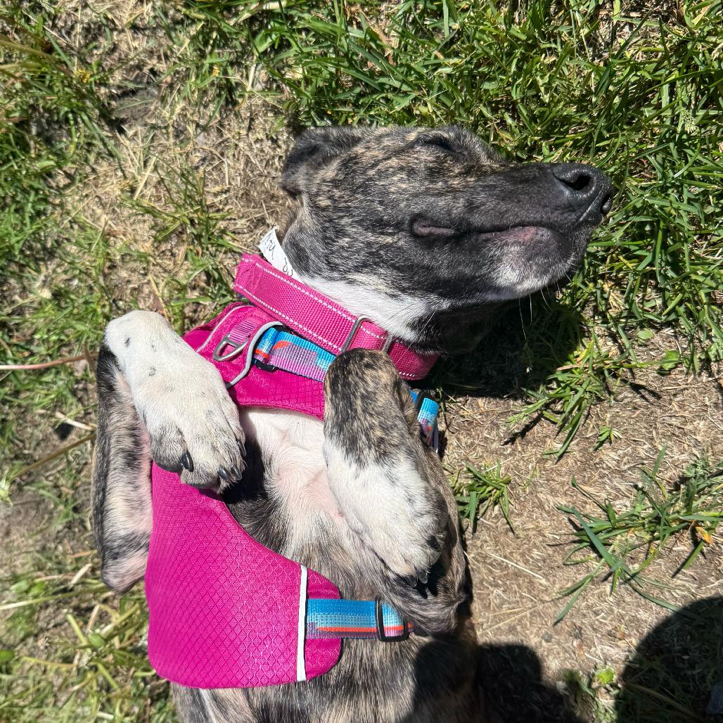 Rita, a Adoptable Mixed Breed in Enfield, NH image 6/6