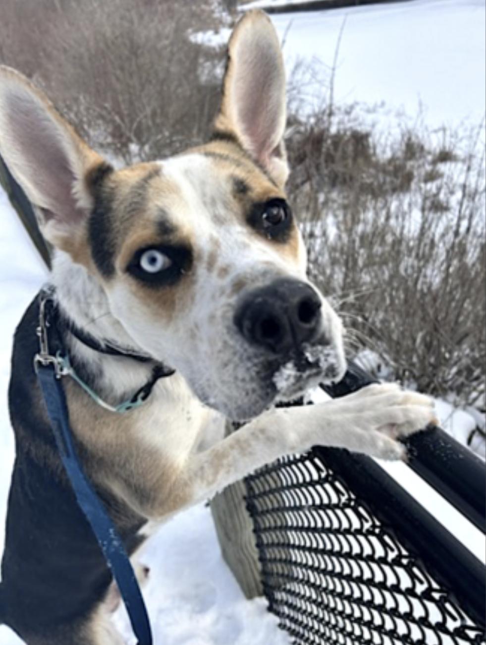 Norman — thumbnail 4