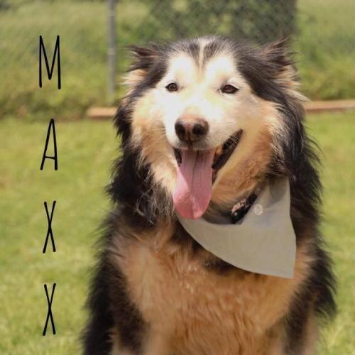 Maxx, Adopted, Adult Male Siberian Husky.