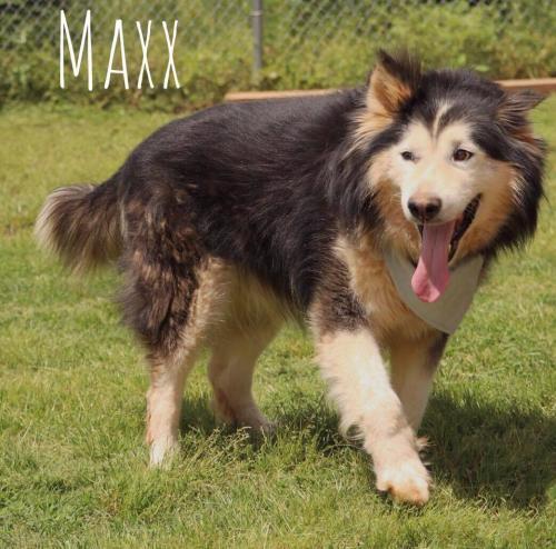 Enlarge Maxx, a Adopted mixed breed in Snow Camp, NC image 2/2