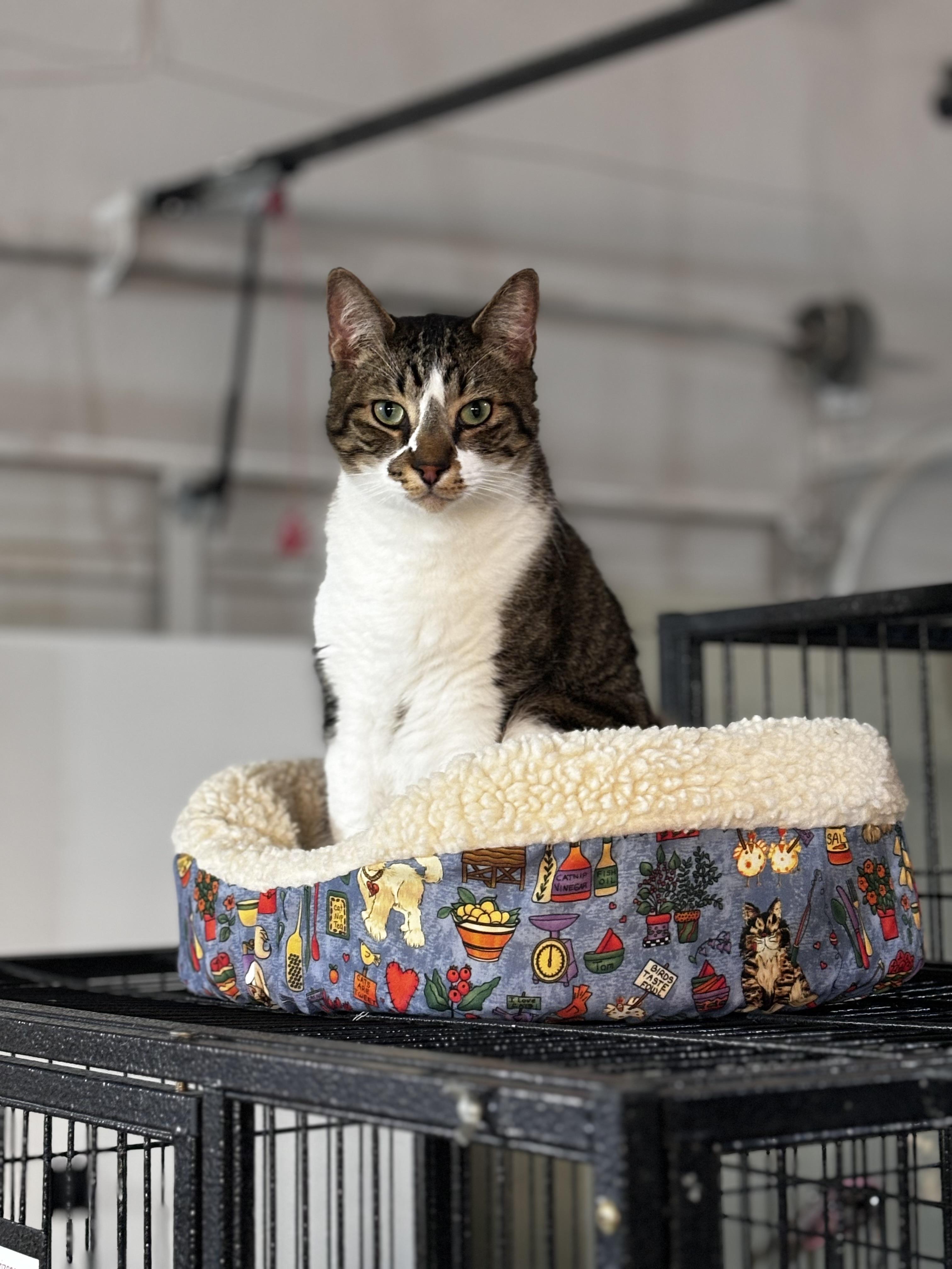 Squirrel, Adoptable, Adult Male Domestic Short Hair.