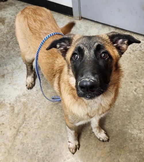 Beauregard (Tibee 2), a Adoptable mixed breed in Lockhart, TX image 1/2