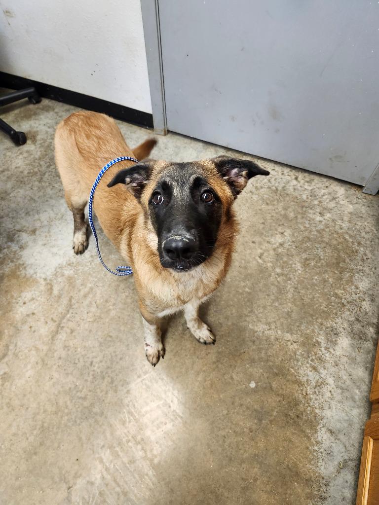 Enlarge Beauregard (Tibee 2), a Adoptable mixed breed in Lockhart, TX image 2/2