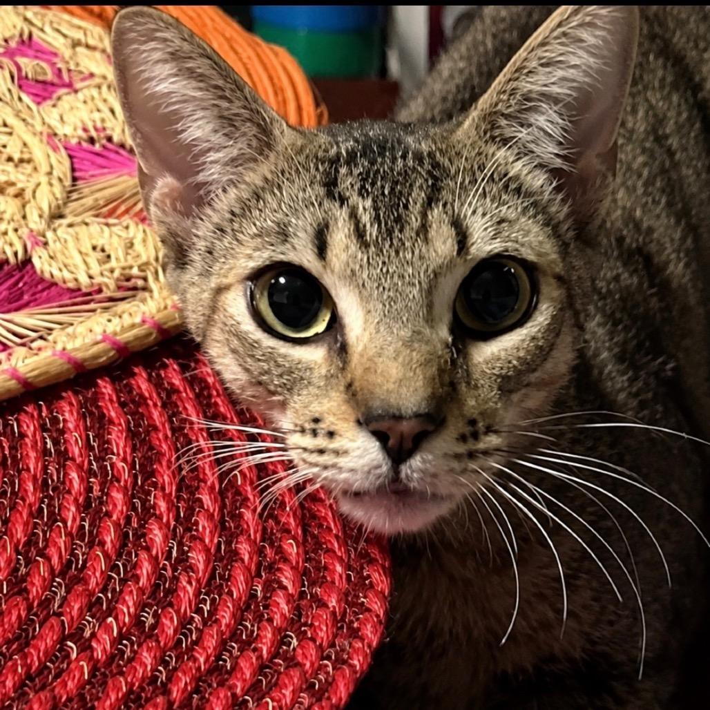 Bambi, Adoptable, Young Female Domestic Short Hair.