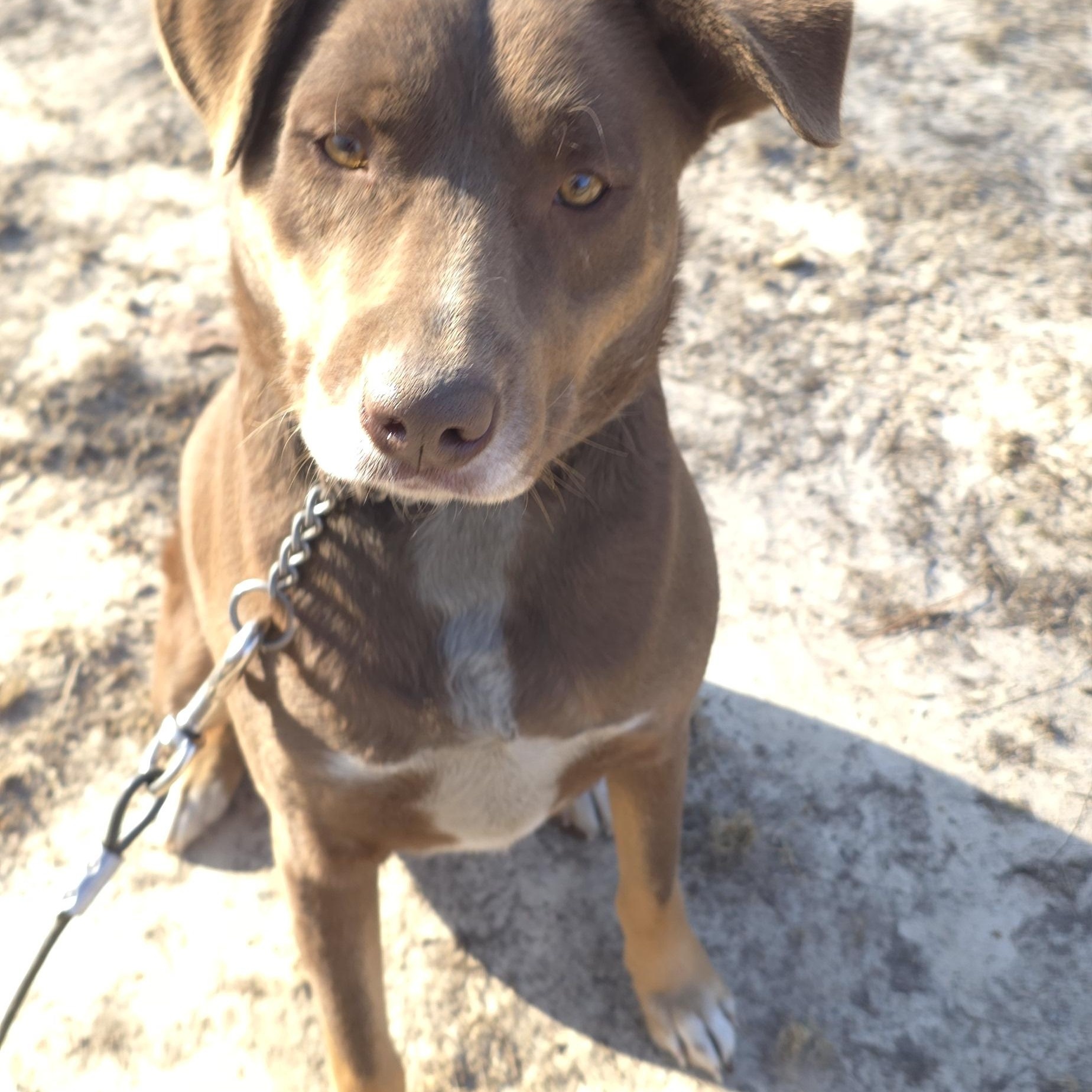 Albert – A Sweet, Loving Boy Looking for His Forever Home!, a Adoptable mixed breed in Corinth, MS image 2/6