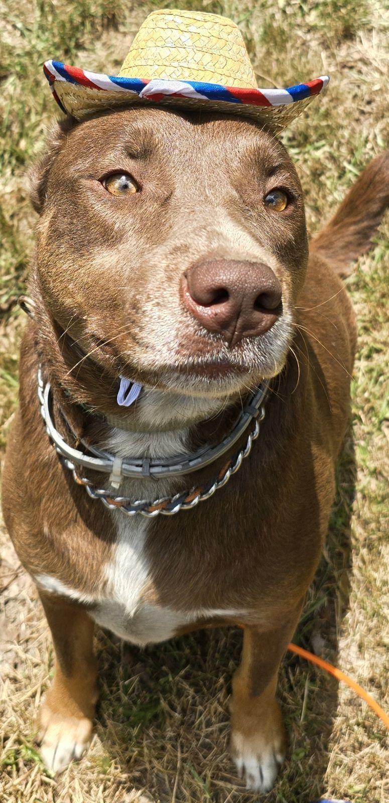 Albert – A Sweet, Loving Boy Looking for His Forever Home!, a Adoptable mixed breed in Corinth, MS image 3/6