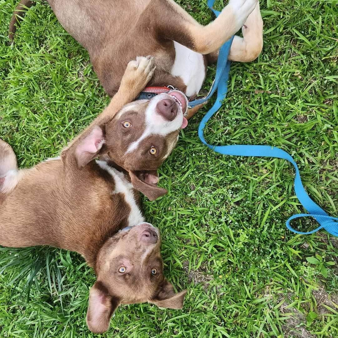 Albert – A Sweet, Loving Boy Looking for His Forever Home!, a Adoptable mixed breed in Corinth, MS image 4/6