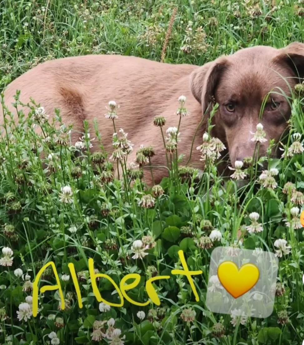 Albert – A Sweet, Loving Boy Looking for His Forever Home!, Adoptable, Adult Male Chocolate Labrador Retriever.