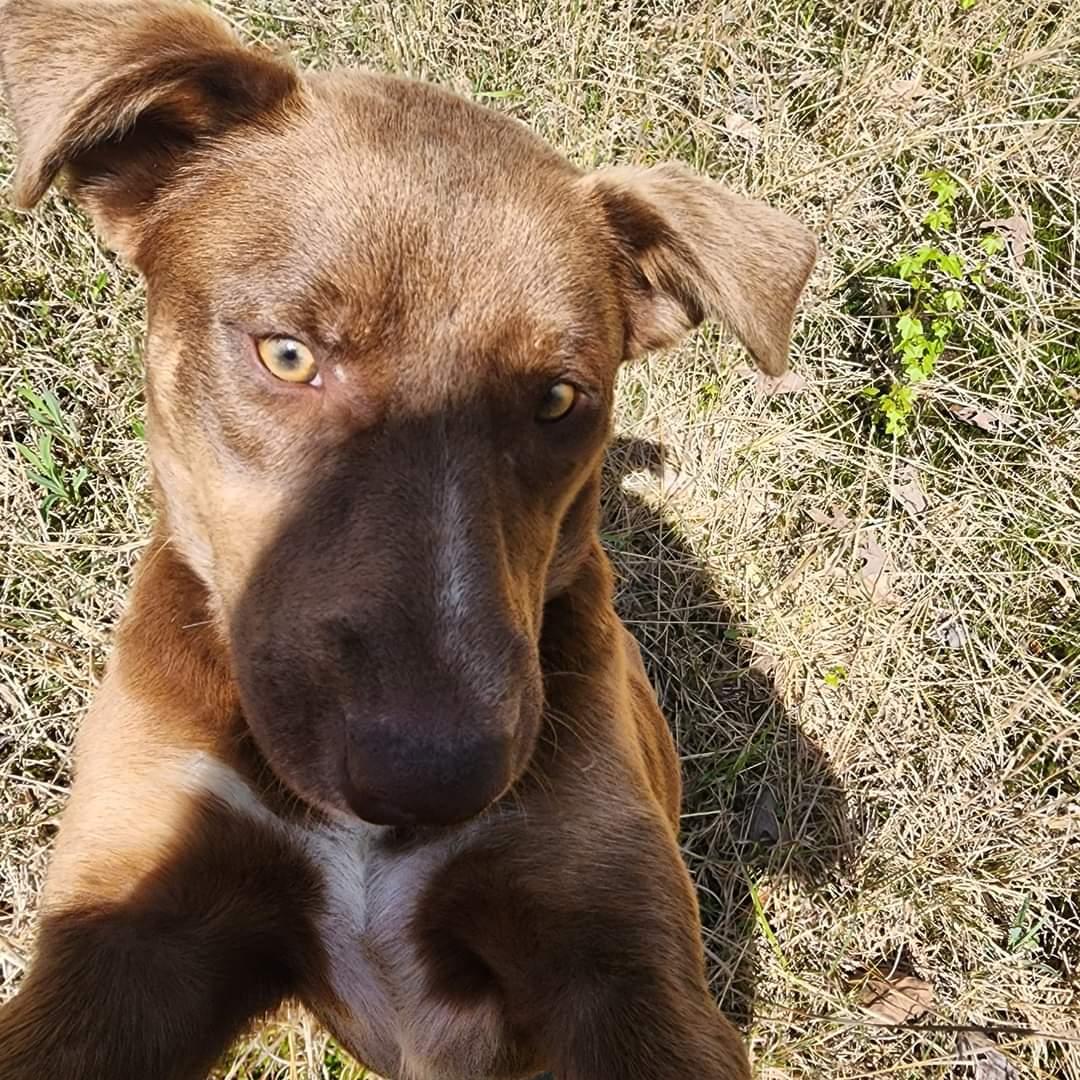 Albert – A Sweet, Loving Boy Looking for His Forever Home!, a Adoptable mixed breed in Corinth, MS image 5/6