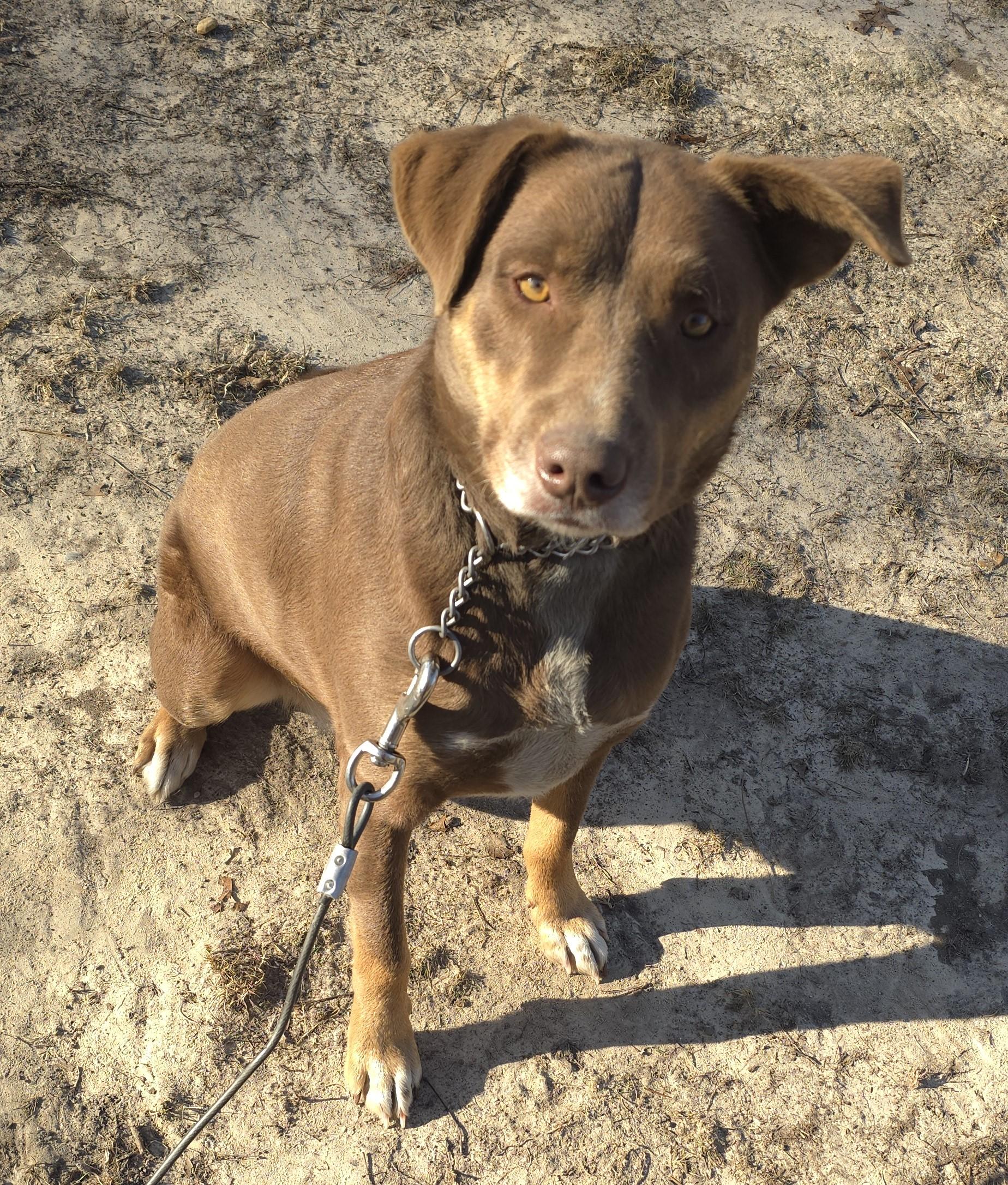 Albert – A Sweet, Loving Boy Looking for His Forever Home!, a Adoptable mixed breed in Corinth, MS image 6/6