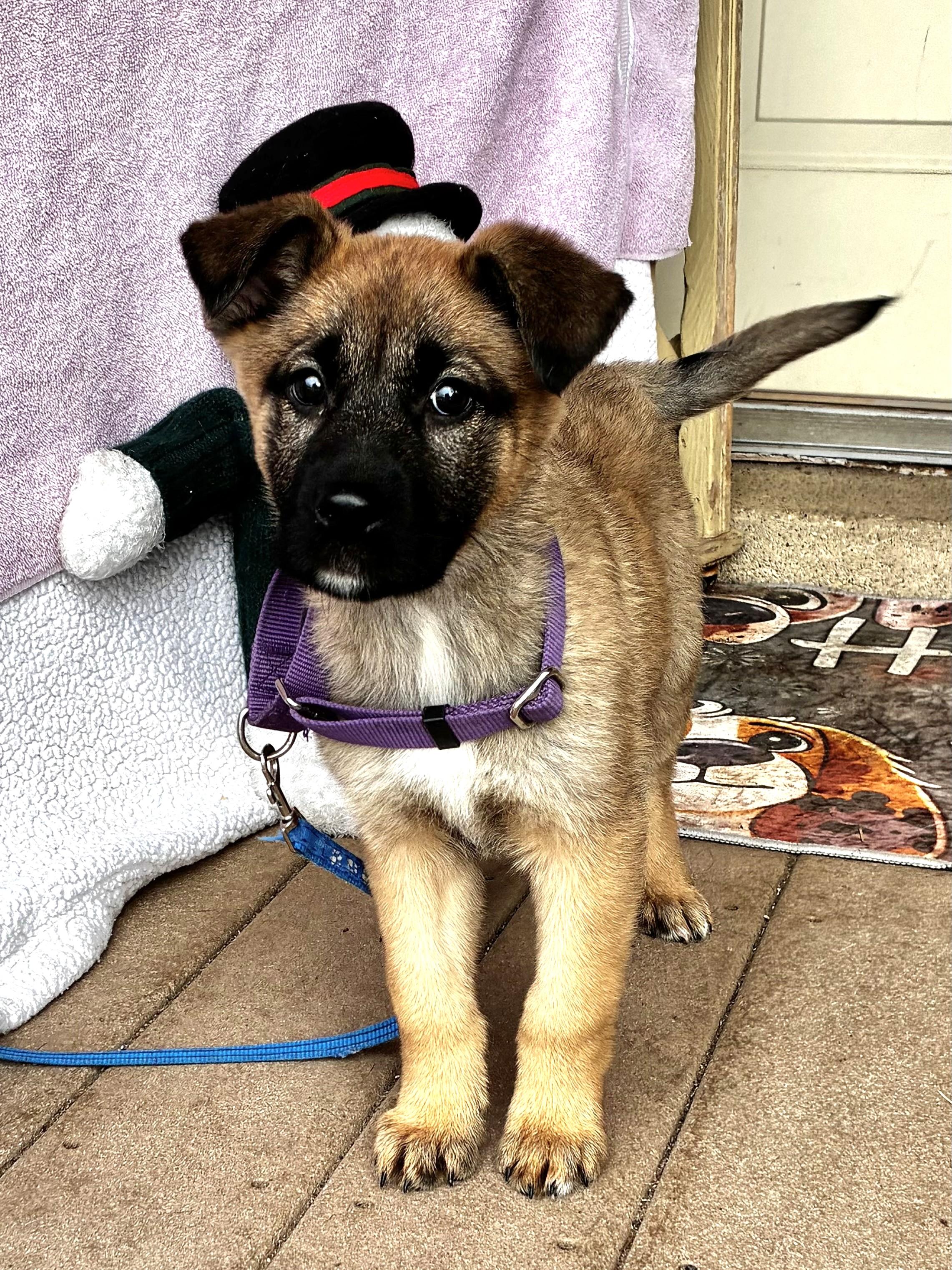 Enlarge Sweetheart, a Adoptable mixed breed in West Chicago, IL image 1/3