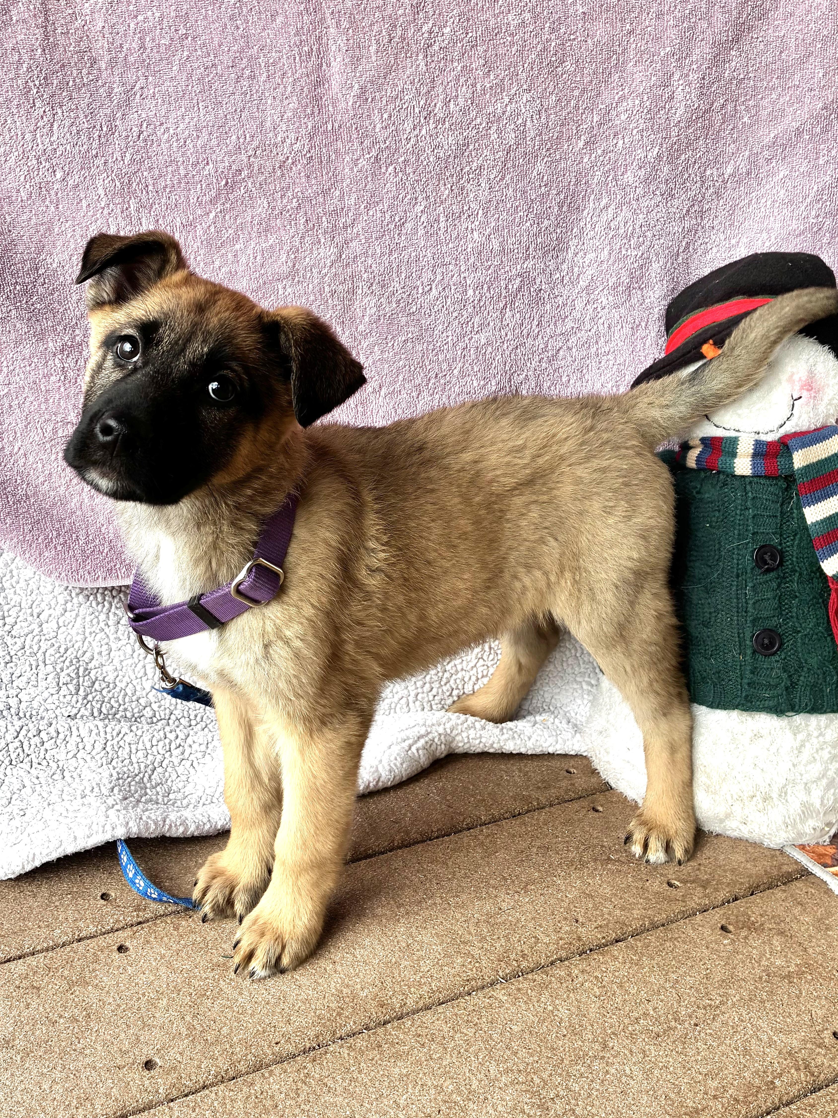 Enlarge Sweetheart, a Adoptable mixed breed in West Chicago, IL image 2/3