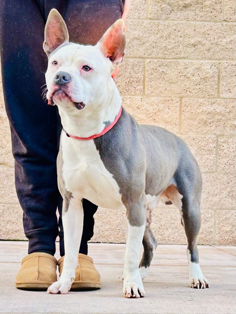 Frankie, Adoptable, Adult Male Boston Terrier & American Bully.