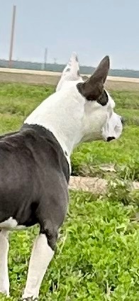 Enlarge Frankie, a Adoptable mixed breed in Bakersfield, CA image 2/6