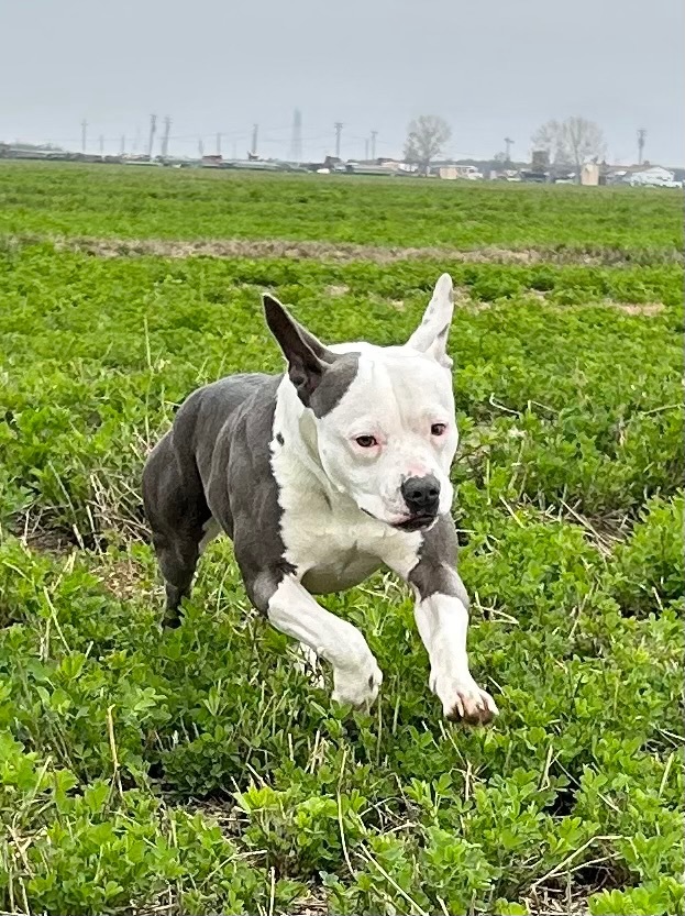 Enlarge Frankie, a Adoptable mixed breed in Bakersfield, CA image 3/6