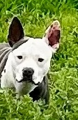 Frankie, an adoptable Boston Terrier, American Bully in Bakersfield, CA, 93301 | Photo Image 5
