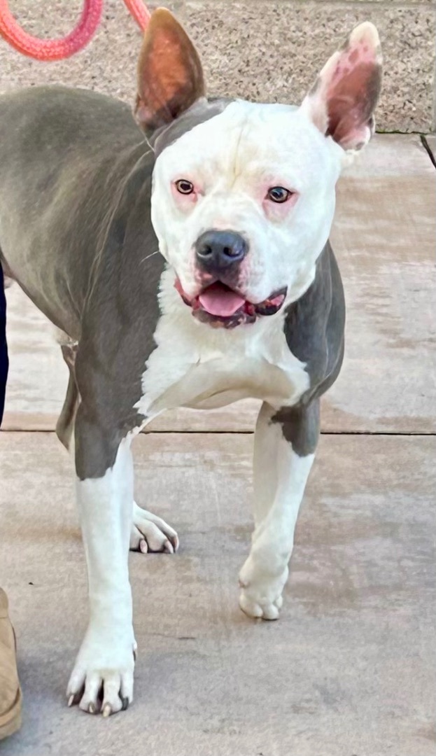 Enlarge Frankie, a Adoptable mixed breed in Bakersfield, CA image 5/6