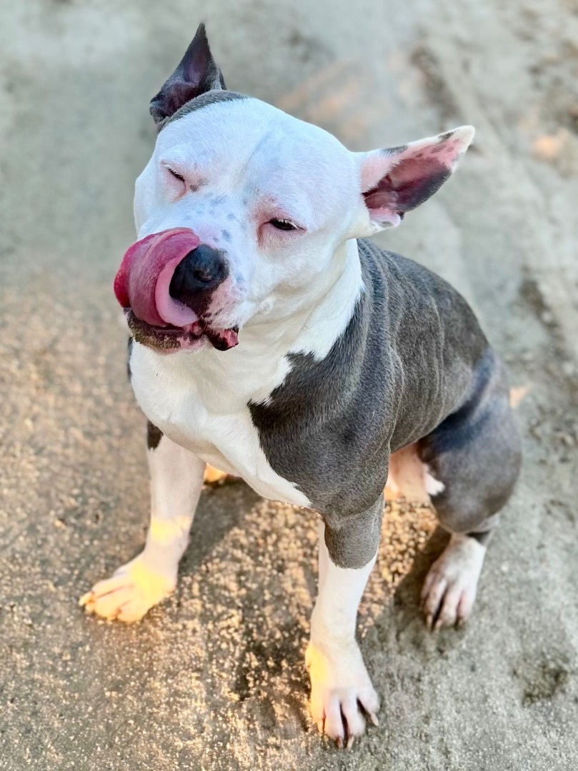 Frankie, an adoptable Boston Terrier, American Bully in Bakersfield, CA, 93301 | Photo Image 4
