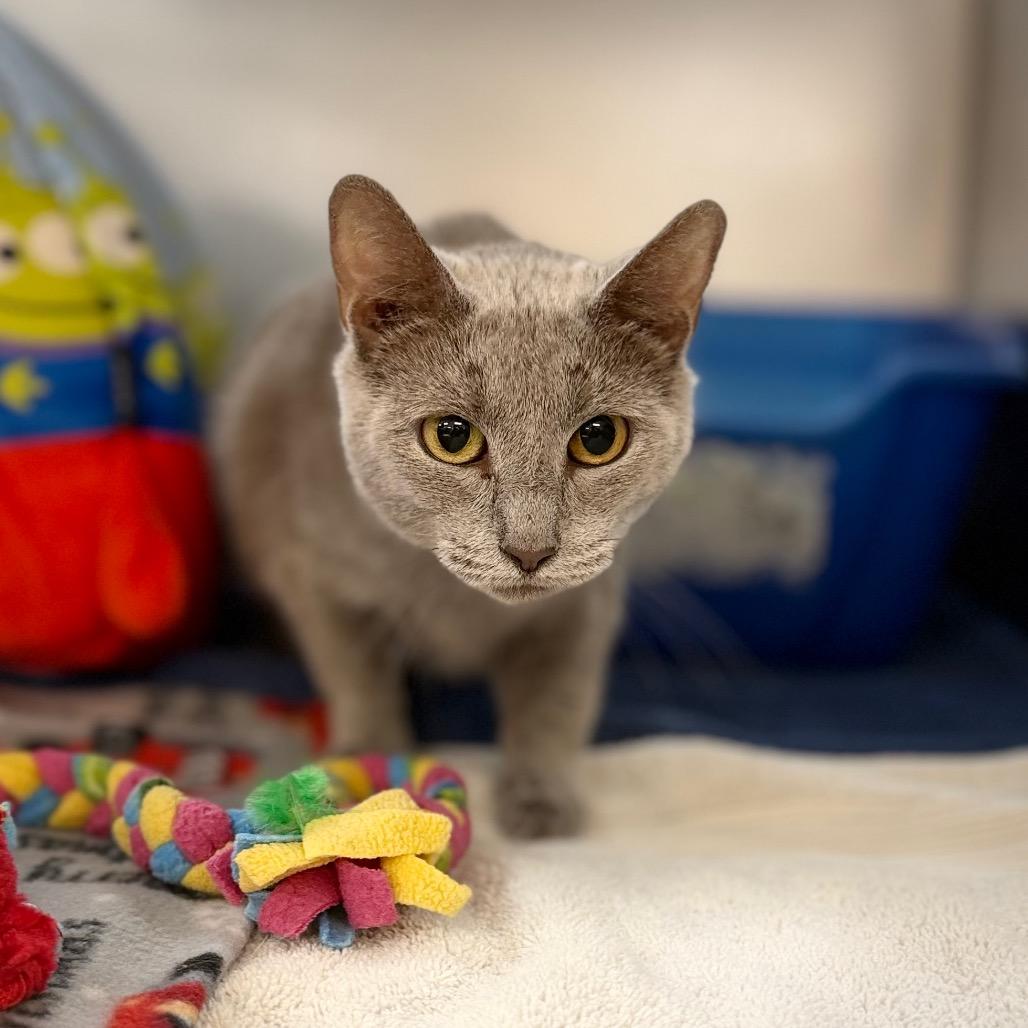Enlarge Phoebe, a Adoptable Domestic Short Hair in Portage, MI image 1/1